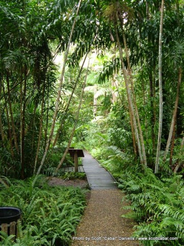 Rainforest Boardwalk