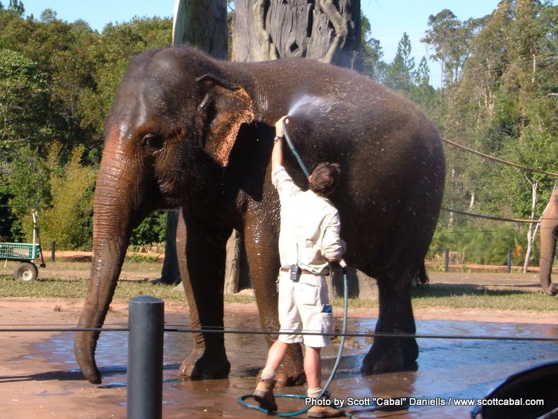 Elephant being washed