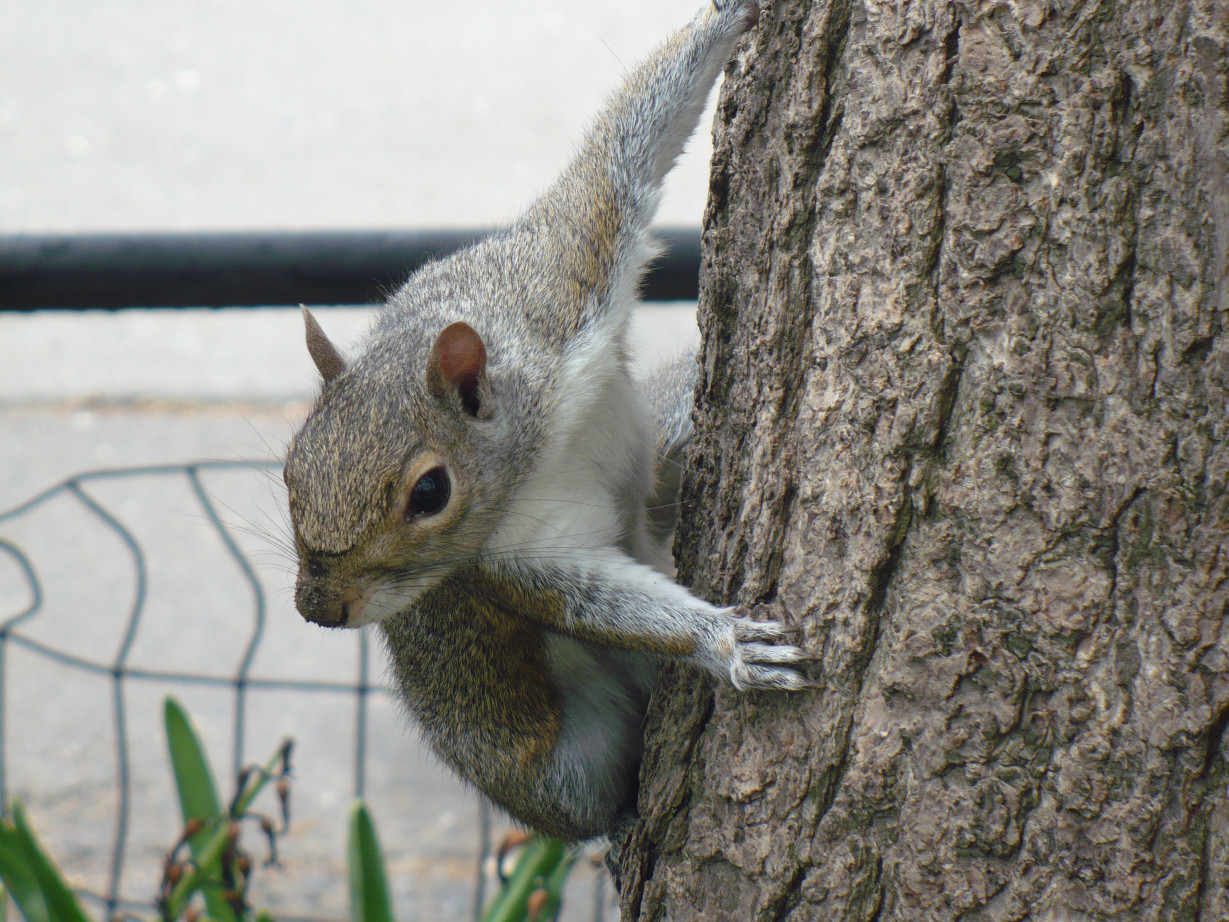A Squirrel in New York
