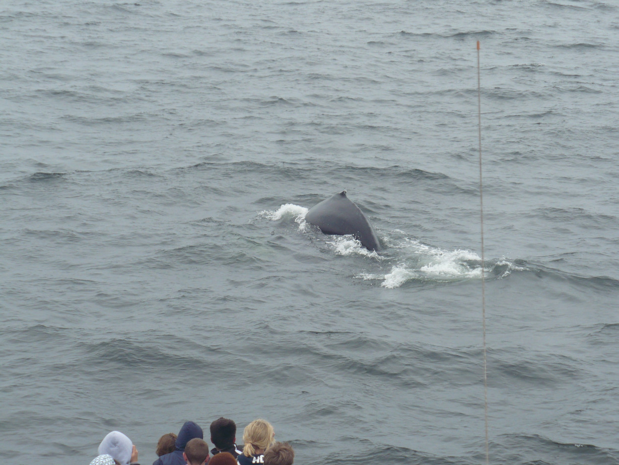 Whale Watching in Boston