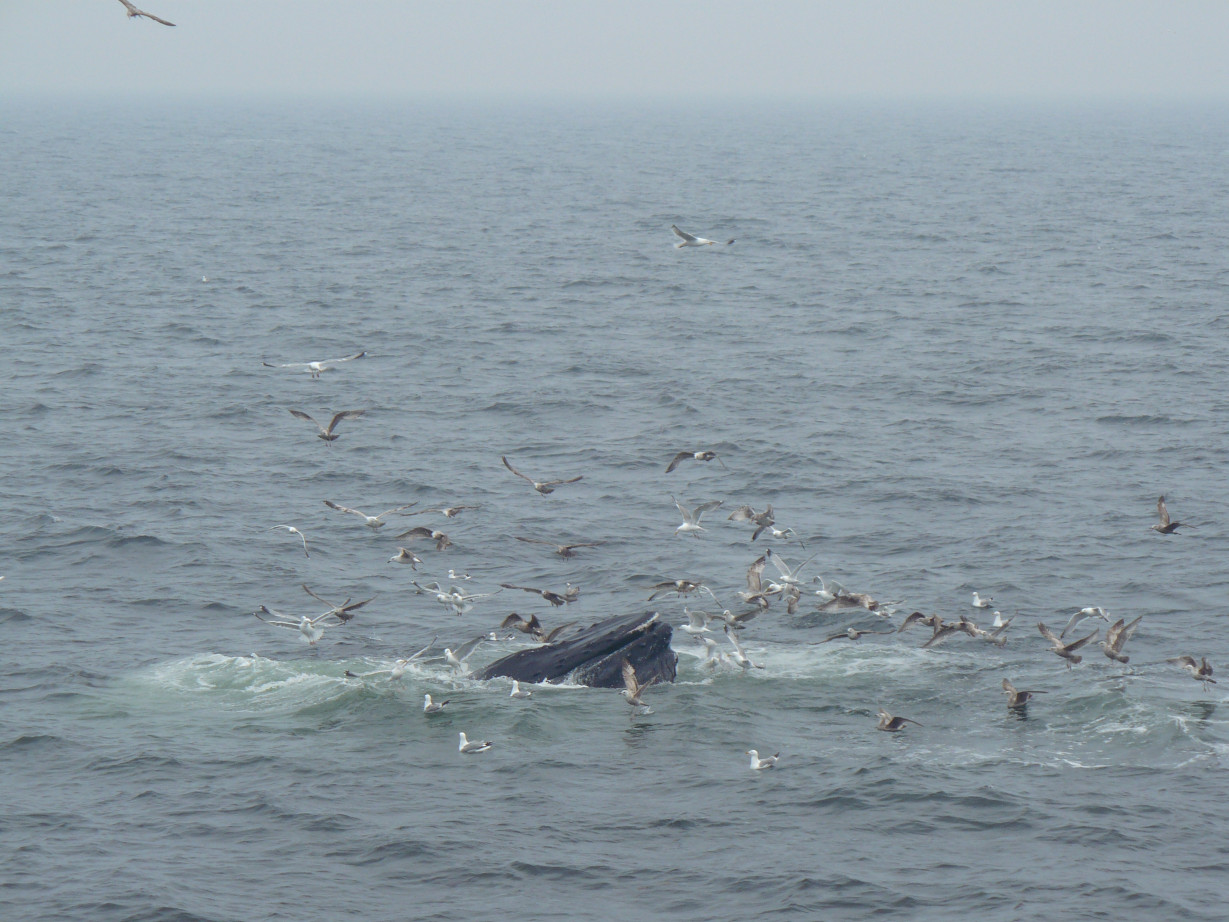 A Whale feeding