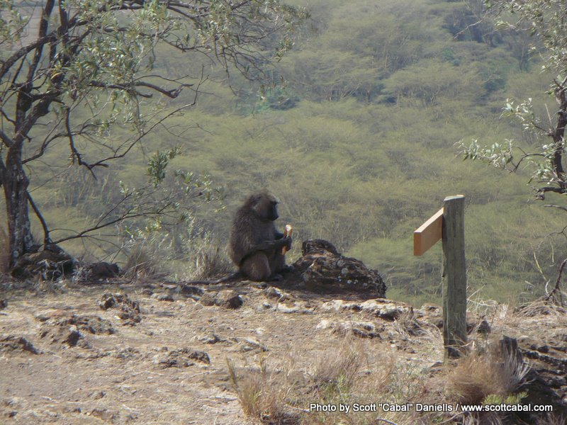 Baboon stealing food at Nakuru NP