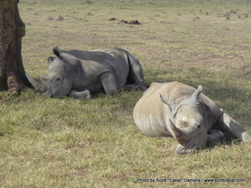 Rhino at Nakuru NP