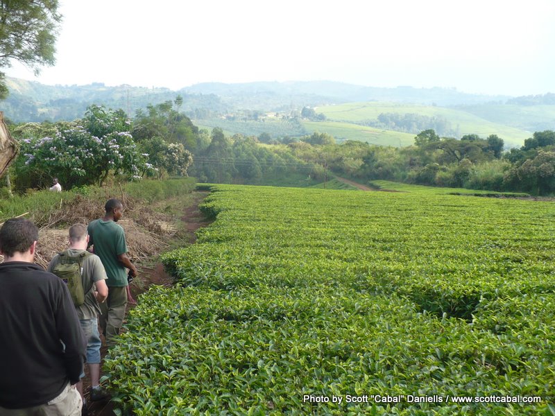 Tea Plantation Walk