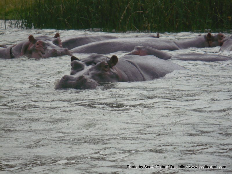 Hippo on the Kazinga Channel