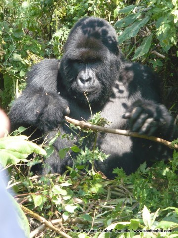 My first Gorilla Photo