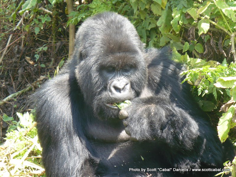 A Gorilla having lunch