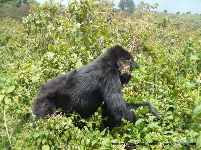 A Gorilla looking for the best food
