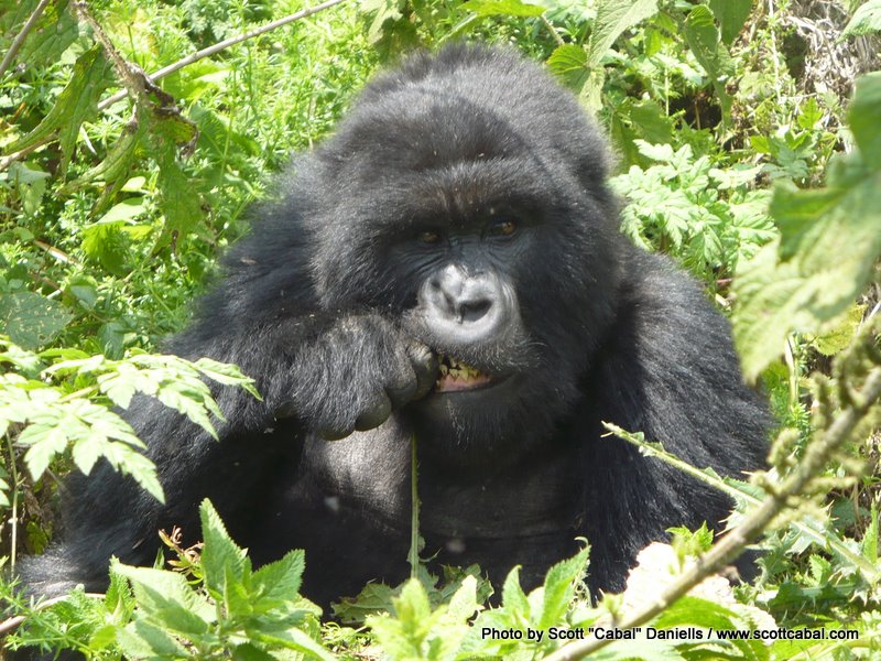 Another Gorilla having lunch