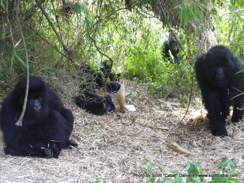 We found the main family group in the Amahor Gorillas