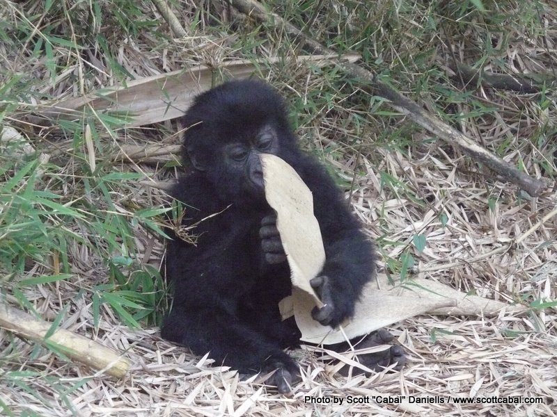 This baby Gorilla was so cute