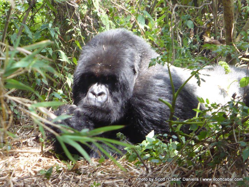 The Silverback watching us