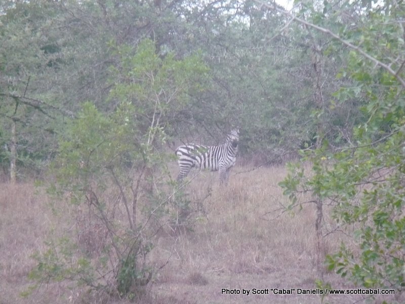 This Zebra hissed at me then ran away
