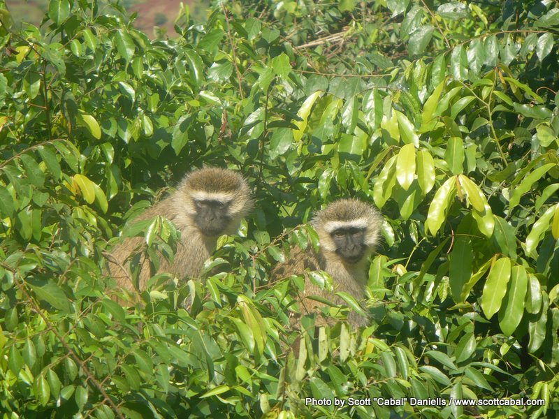 More of the Monkeys