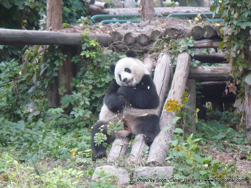 A Giant Panda at Beijing Zoo