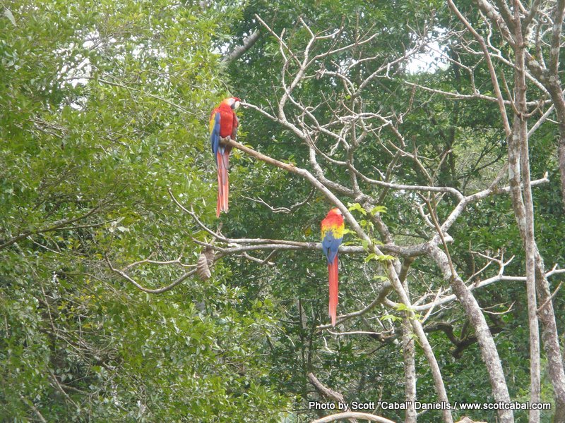 Wild Parrots