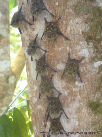 Bats on a tree
