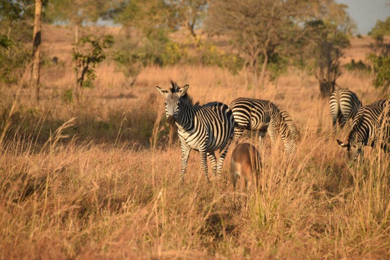 Zebra at the Mikumi National Park