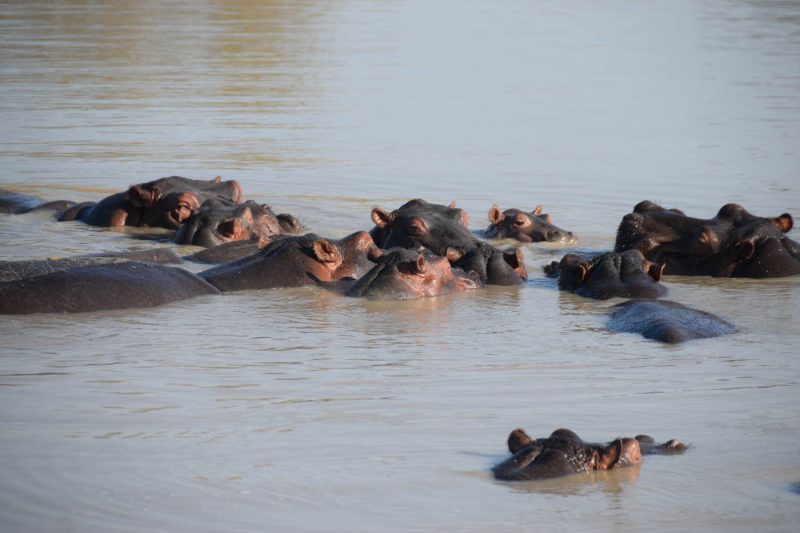 Hippo at Mikumi National Park