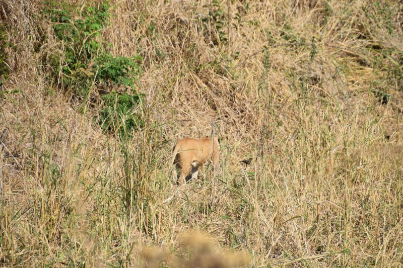 Lion at Mikumi National Park, Tanzania