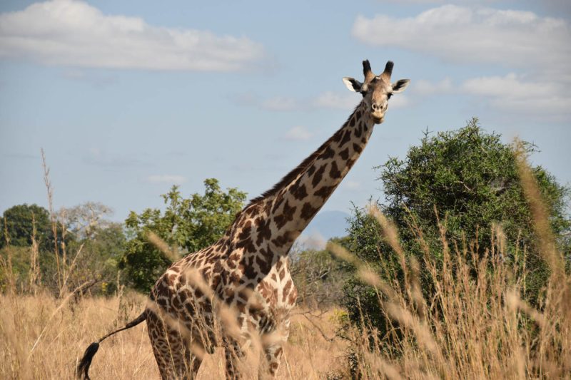 Giraffe at Mikumi National Park, Tanzania