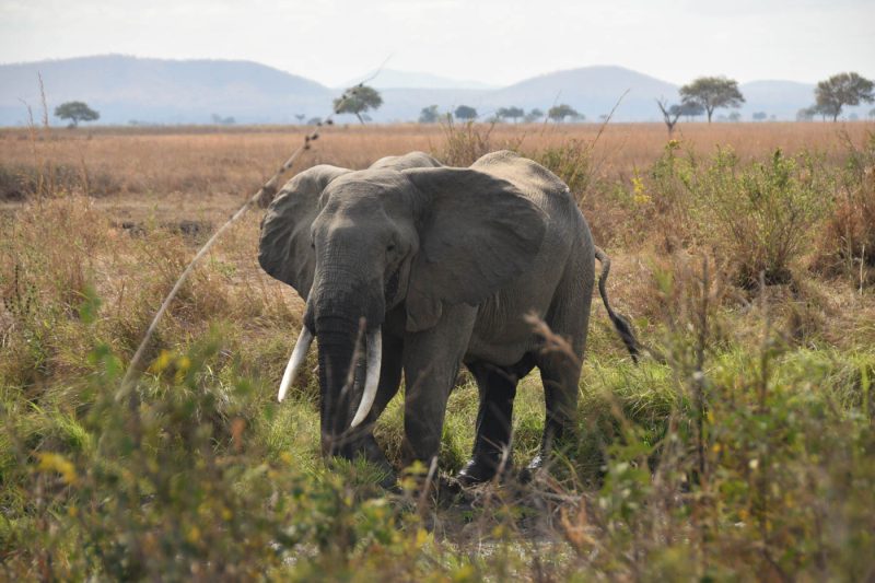 Elephant at Mikumi National Park in Tanzania