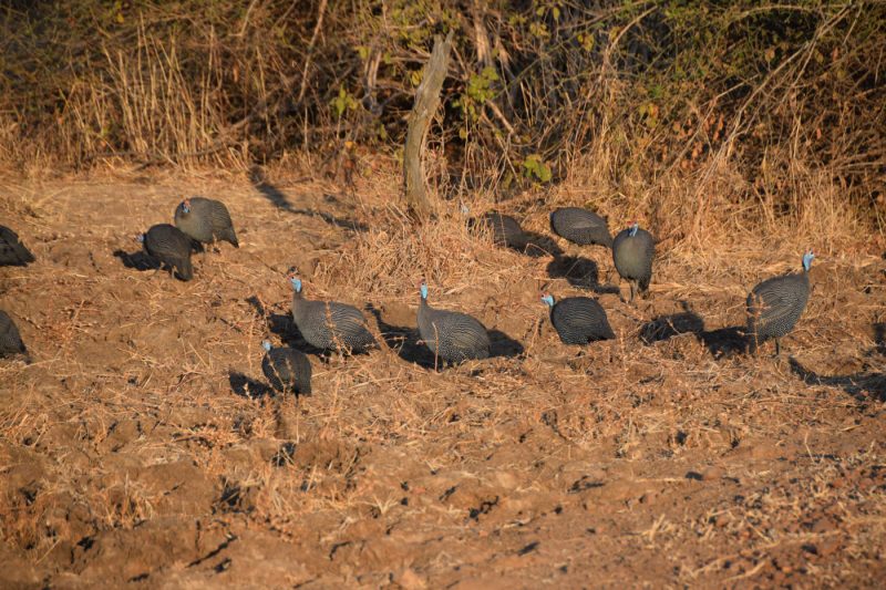 Guinea Fowl in the South Luangwa National Park