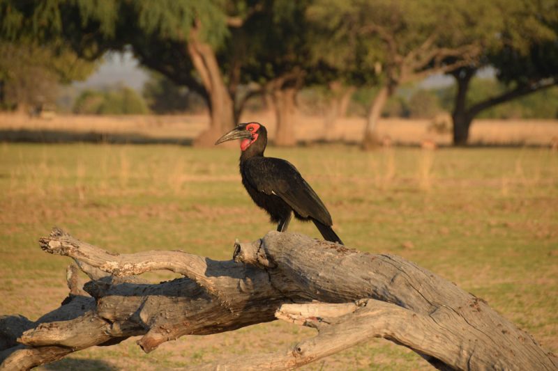 A Ground Hornbill in the South Luangwa National Park