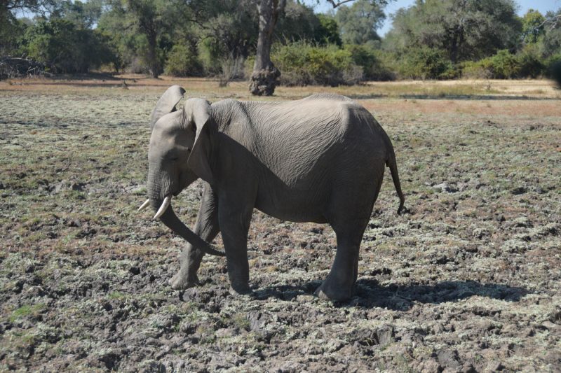 An Elephant in the South Luangwa National Park