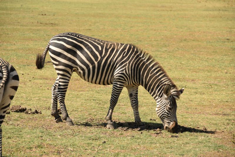 A Zebra grazing in the South Luangwa National Park