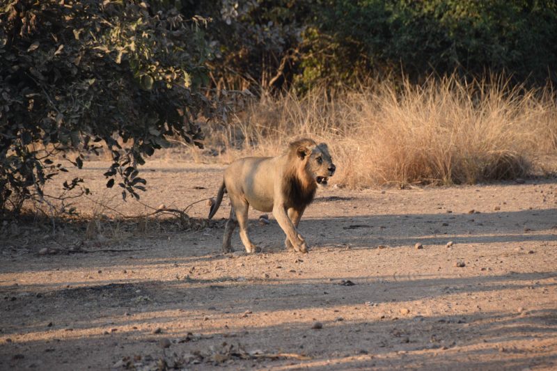 A Lion walking through the South Luangwa National Park