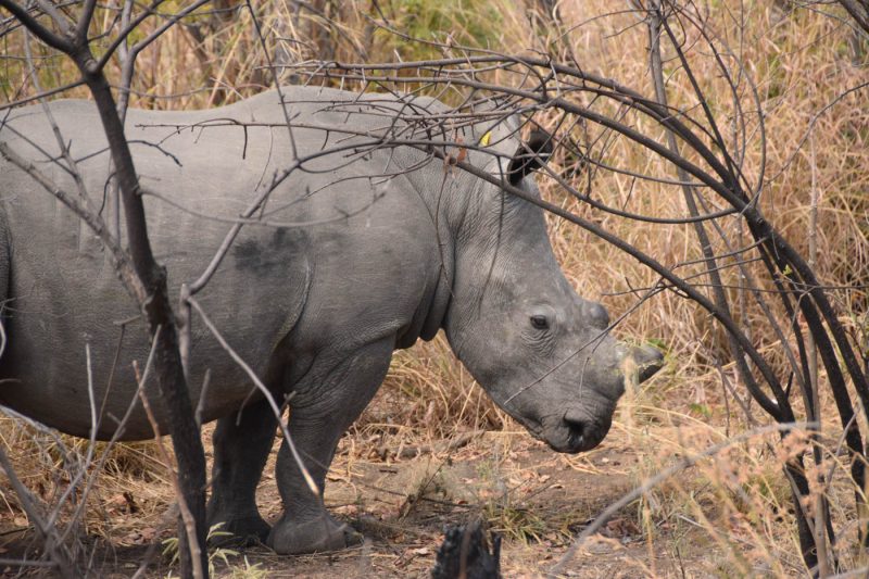 A Rhino at the Matobo National Park