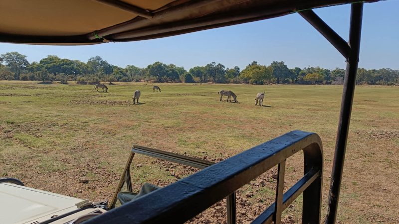 Zebra grazing in the South Luangwa National Park