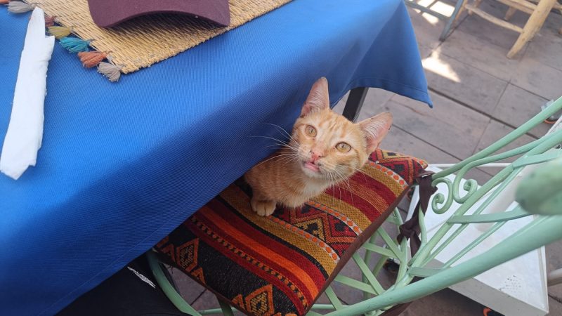 A friendly cat in Marrakech
